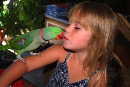 Alexandrine Parakeet "Joplin"